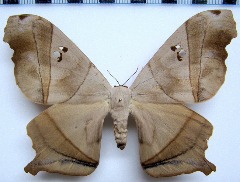  Dysdaemonia boreas   femelle   Cramer, 1775