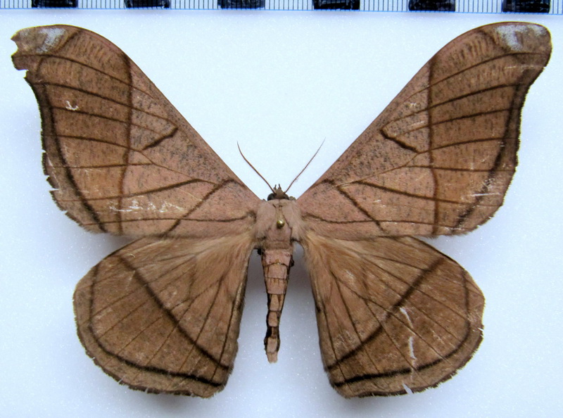 Grammopelta lineata  (Schaus, 1906) mâle