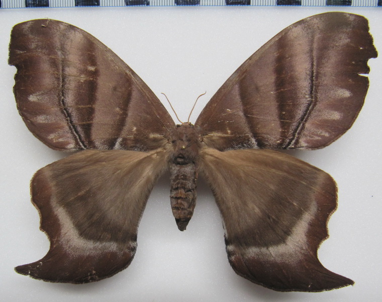  Paradaemonia gravis  (Jordan, 1922)  femelle 