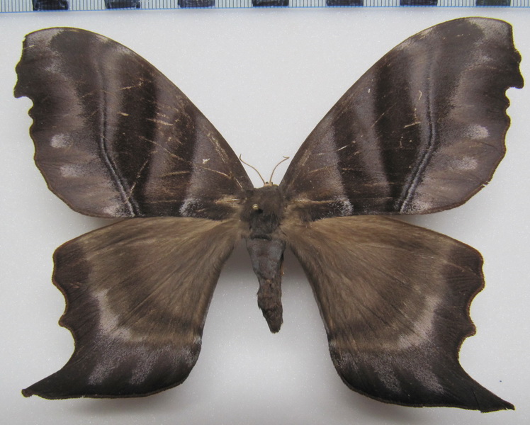  Paradaemonia platydesmia platydesmia    Rothschild, 1907  femelle 