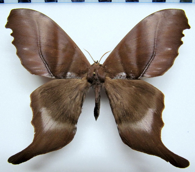 Paradaemonia platydesmia platydesmia    Rothschild, 1907 Male 