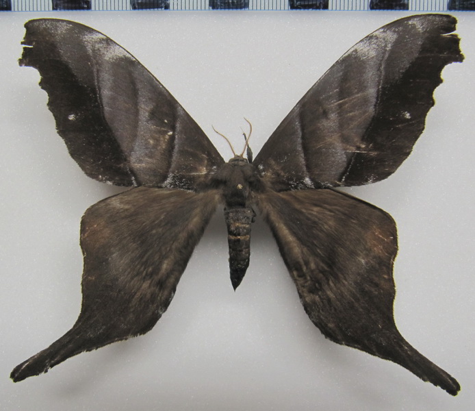  Paradaemonia samba (Schaus, 1906)  male