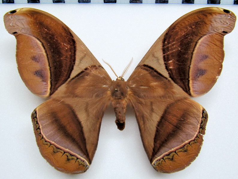  Rhescyntis hippodamia hippodamia  femelle  Cramer, 1777