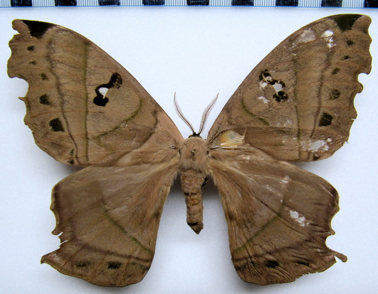  Titaea lemoulti  femelle   Schaus, 1905