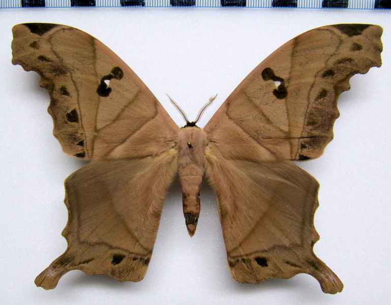 Titaea lemoulti  mâle  Schaus, 1905 