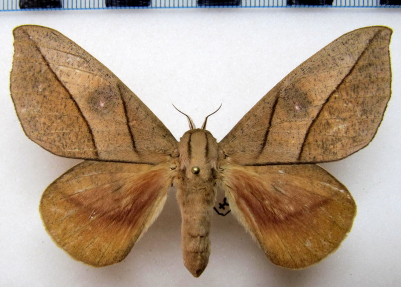 Adeloneivaia acuta femelle  (Schauss, 1986)