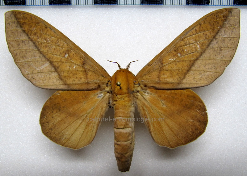 Adeloneivaia boisduvalii  femelle (Doûmet, 1859) forme claire                               