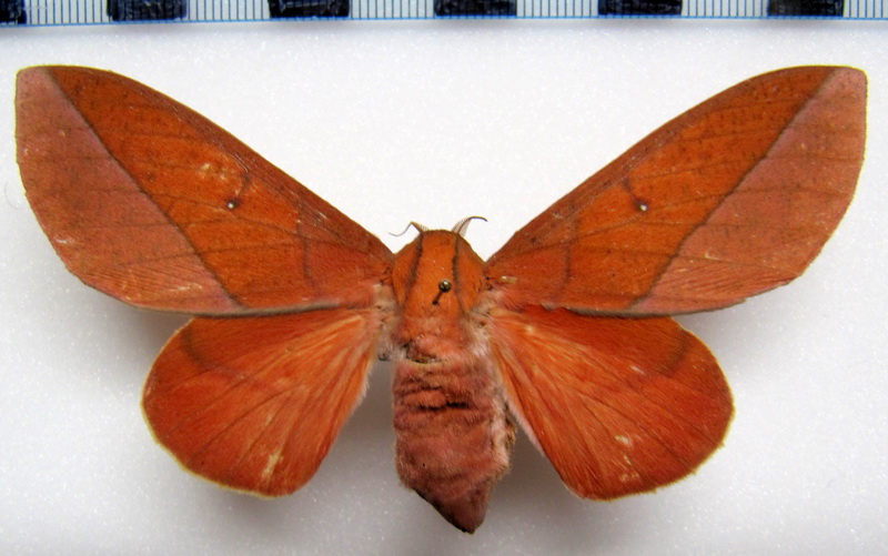  Adeloneivaia boisduvalii   femelle  (Doumet, 1859)