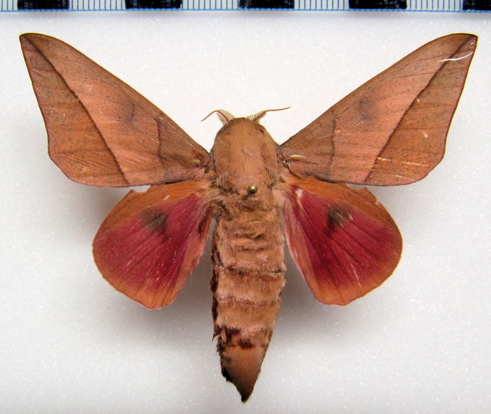  Adeloneivaia catoxantha  M (Rothschild, 1907)