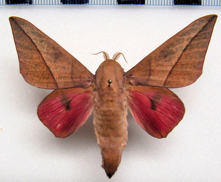 Adeloneivaia catoxantha  M (Rothschild, 1907) 