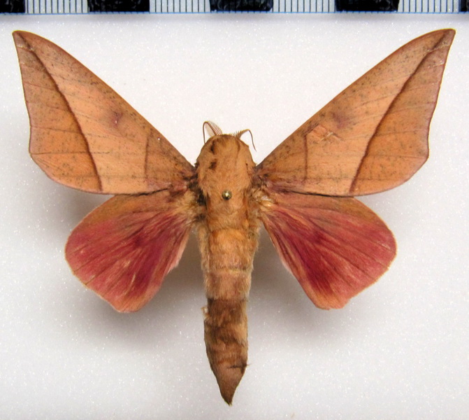  Adeloneivaia catoxantha  M (Rothschild, 1907)