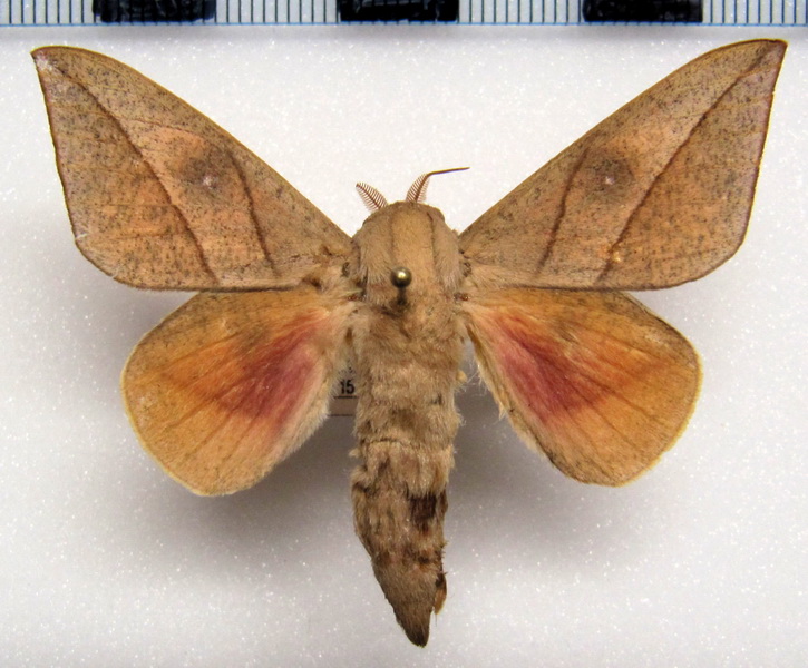  Adeloneivaia acuta  mâle (Schaus, 1896)