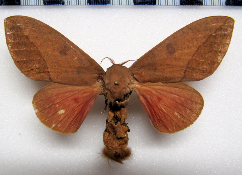  Adeloneivaia pallida Lemaire, 1982  femelle