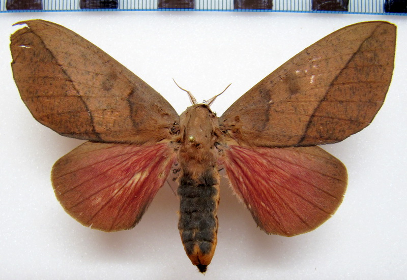  Adeloneivaia pallida Lemaire, 1982 femelle