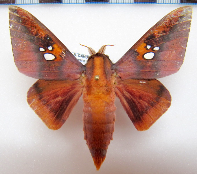  Adelowalkeria plateada  male   Schauss, 1905