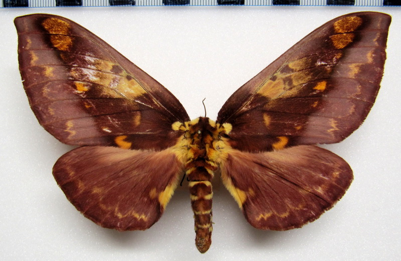 Citheronia phoronea  femelle  Cramer, 1779 