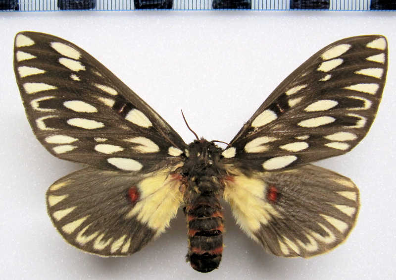  Citheronia vogleri  femelle  (Weyenbergh, 1881)