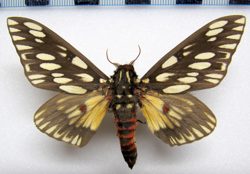  Citheronia vogleri  mâle  (Weyenbergh, 1881)