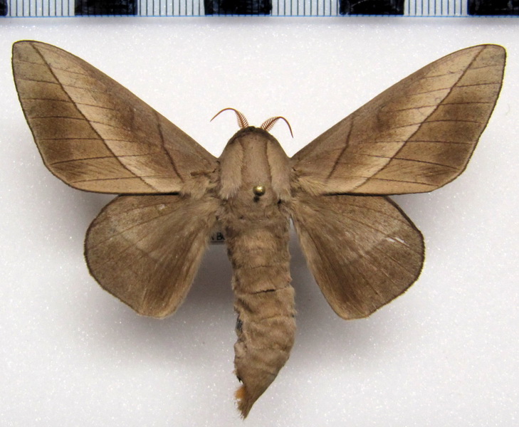 Citioica anthonillis  male ( Herrich-Schäffer, [1854]) 