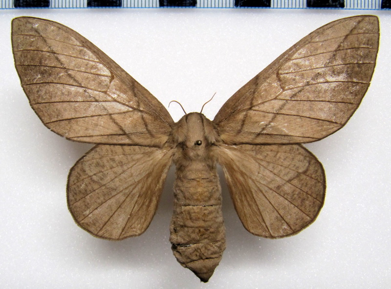 Citioica anthonillis  femelle  ( Herrich-Schäffer, [1854]) 