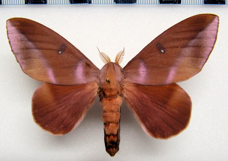  Othorene purpurascens male   Schaus, 1905