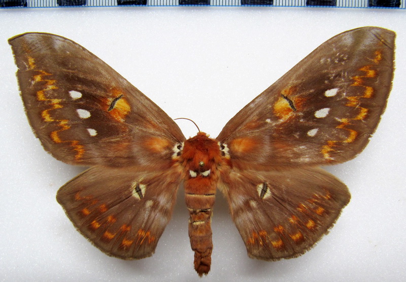  Procitheronia fenestrata  femelle    (Oiticica, 1942)
