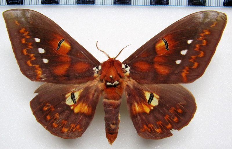  Procitheronia fenestrata  mâle   (Oiticica, 1942)