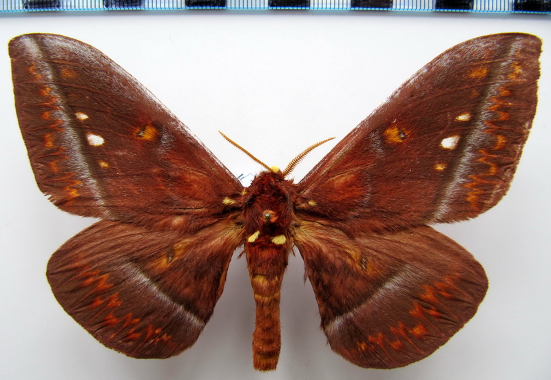 Procitheronia    purpurea      (Oiticica, 1942)                       