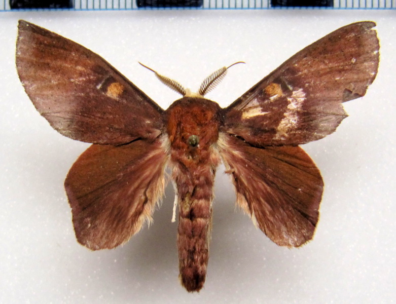  Psylopygoides  oda    male Schauss, 1905