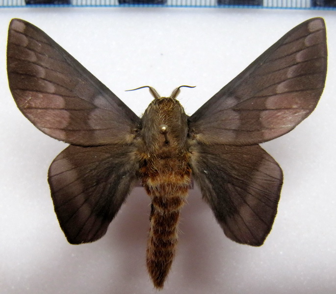   Ptiloscola photophila  male (Rothschild, 1907)                             