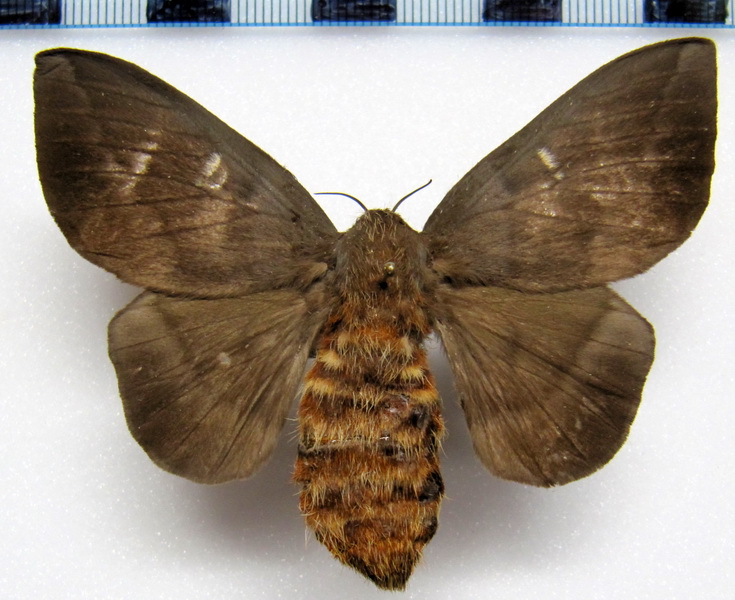  Ptiloscola photophila  femelle  (Rothschild, 1907)