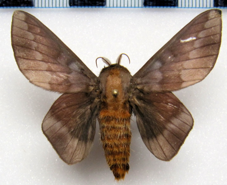  Ptiloscola photophila  male (Rothschild, 1907)