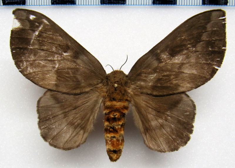  Ptiloscola photophila  femelle  (Rothschild, 1907)