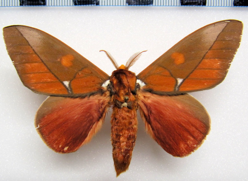  Schausiella polybia  male   Stoll, 1781