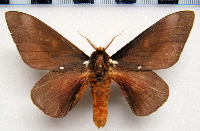 Schausiella subochreata  Schaus, 1904  male