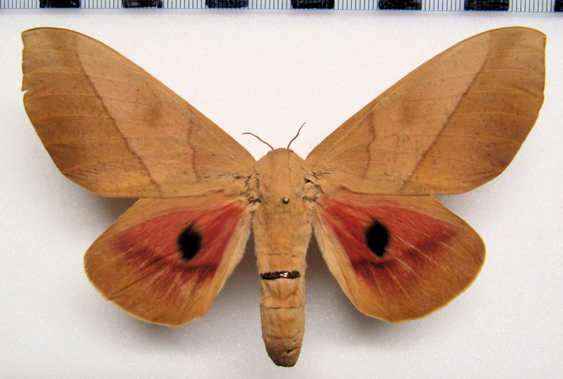 Syssphinx molina   femelle   Cramer, 1780