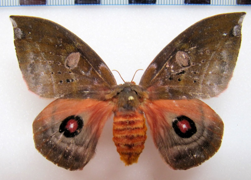  Automerina beneluzi  femelle  Lemaire, 2002