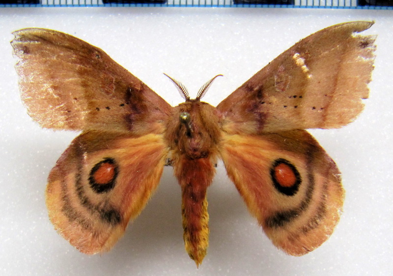  Automerina cypria   mâle (Gmelin, 1790)