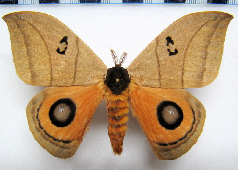  Automeris curvilinea  mâle Schaus, 1906 