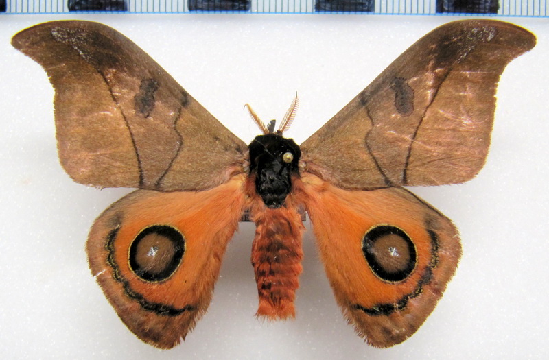  Automeris hamata 