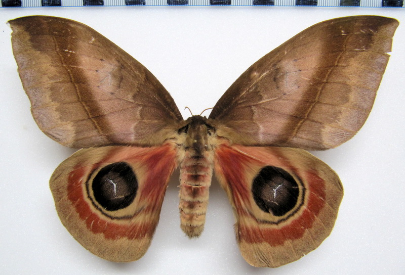  Automeris janus femelle 