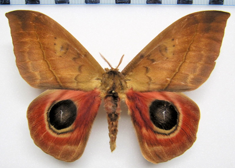  Automeris janus  male