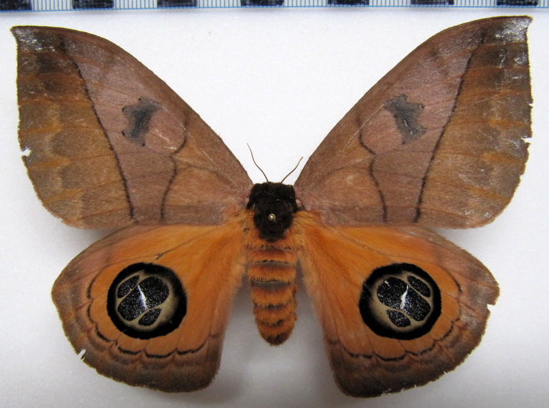    Automeris liberia femelle   (Cramer, 1780)                          