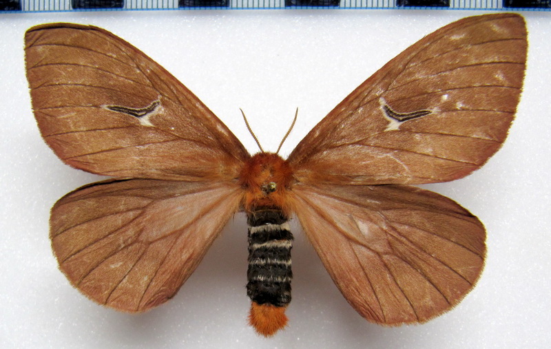  Cerodirphia apunctata  Dias & Lemaire, 1991, femelle
