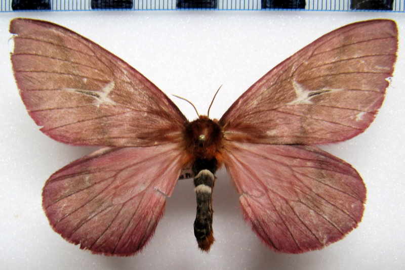  Cerodirphia brunnea interrupta  femelle Bouvier 1930