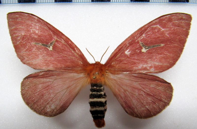  Cerodirphia speciosa (Cramer, 1777), femelle