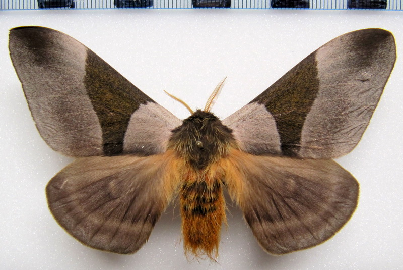  Dirphia avia mâle (Stoll, 1780)