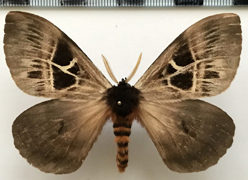 Dirphia brevifurca mâle Strand, 1911