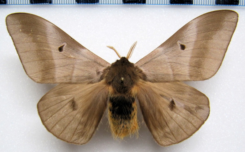  Dirphia panamensis panamensis  (Schaus, 1921)