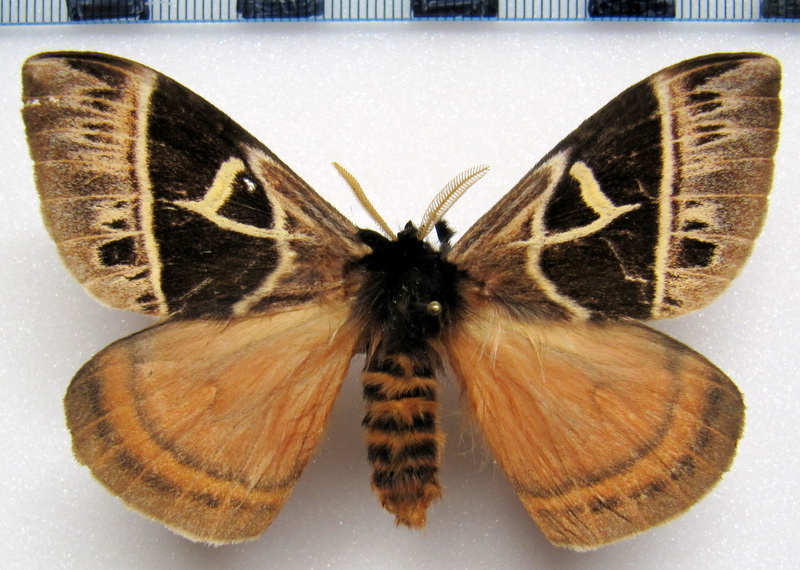  Dirphia subhorca  mâle Dognin, 1901
